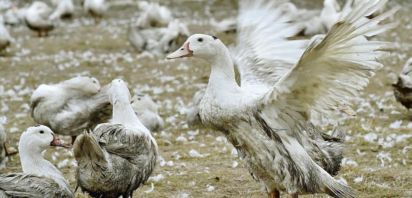 Grippe aviaire: vide sanitaire dans cinq départements du sud-ouest