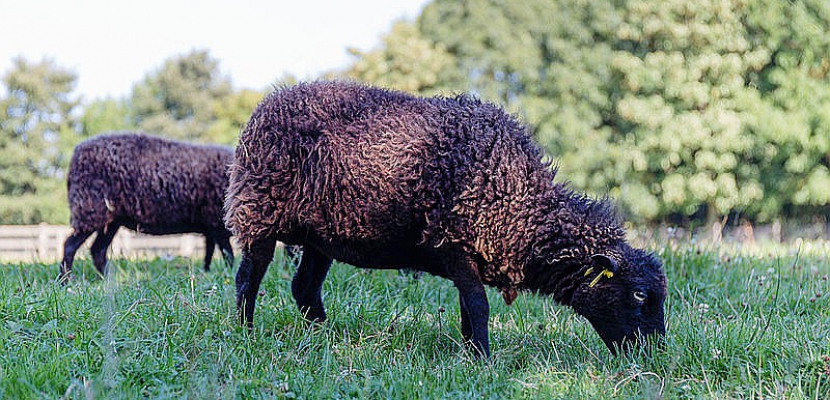 Rouen. Eco-paturage: moutons et chèvres font leur retour à Grand-Quevilly
