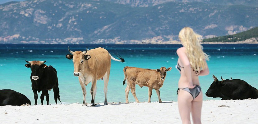 En Corse-du-Sud, touristes et bovins cohabitent sur la plage