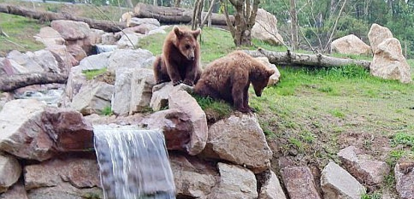 Caen. Trois oursons débarquent dans un parc de Normandie