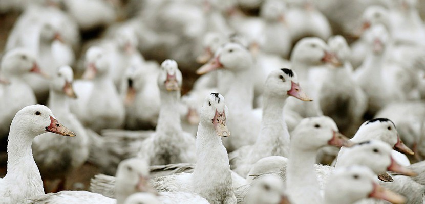 Grippe aviaire : oies et canards de retour chez des éleveurs inquiets