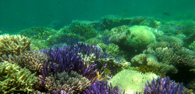 Des "super coraux" sont capables de résister à des eaux acides et chaudes