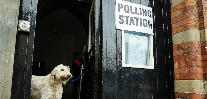 Les chiens, stars inattendues des législatives britanniques