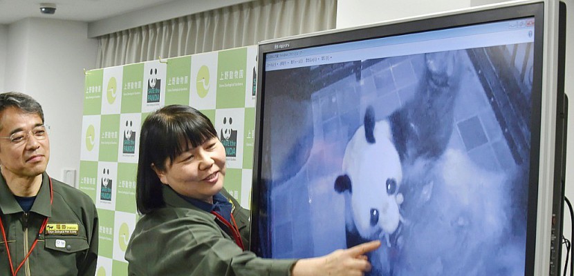 Naissance d'un panda dans un zoo au Japon