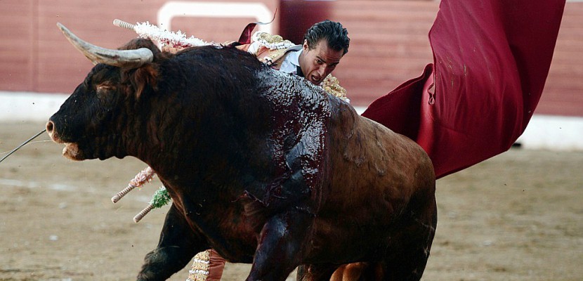 Drame dans une corrida en France: mort du torero espagnol Ivan Fandino, encorné à un poumon