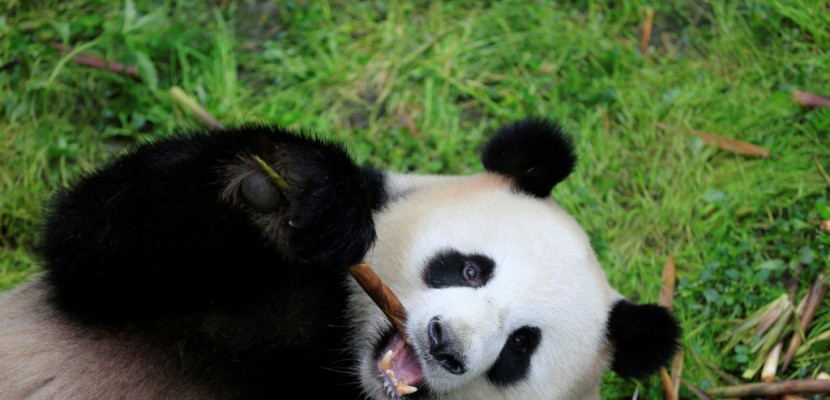 Deux pandas "ambassadeurs" de Chine arrivent à Berlin