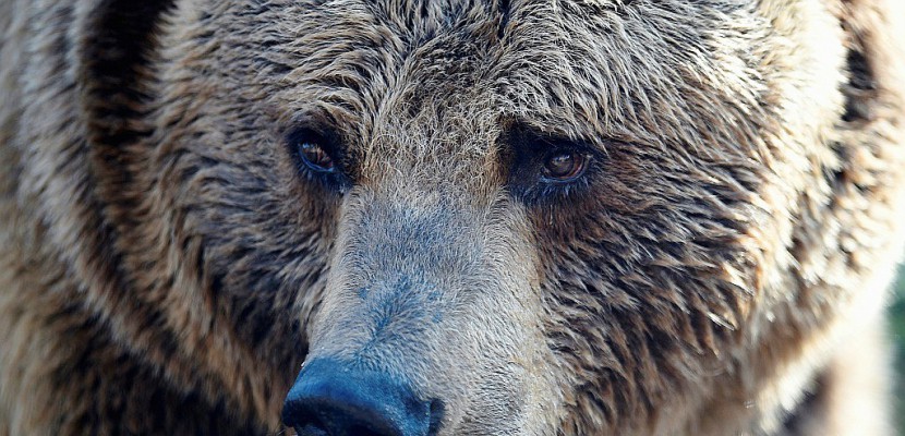USA: un campeur se réveille la tête dans la gueule d'un ours
