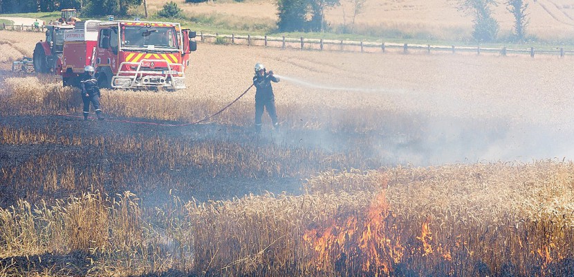 Saint-Aubin-d'Appenai. Dans l'Orne, soixante hectares de blé partent en fumée