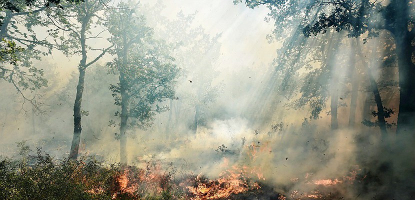 Incendies dans le Var: "catastrophe écologique" pour un élu, déficit de débroussaillement, accuse un autre