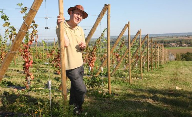 La cuvée 2011 du seul vin de Normandie s'annonce sous de bons auspices