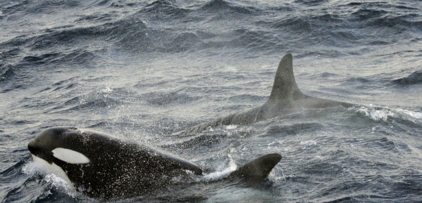 Russie: la chasse à outrance aux orques et bélougas inquiète les scientifiques