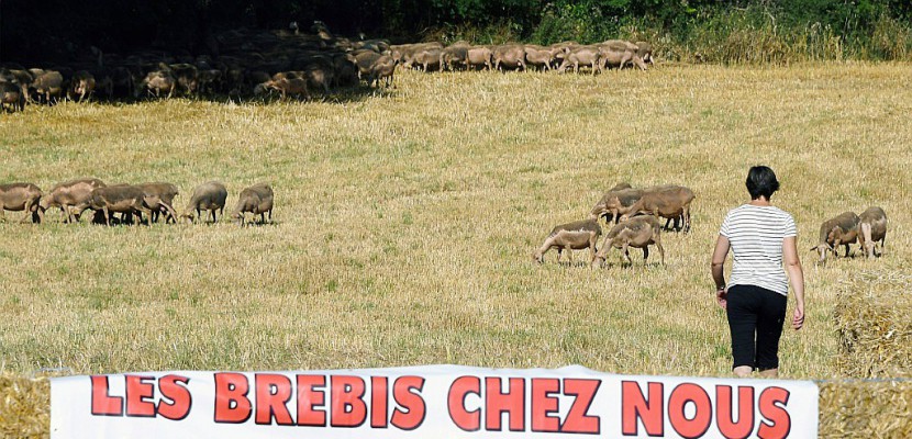 Aveyron: rassemblement contre le "massacre" causé par le loup