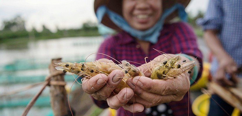 Au Vietnam, la crevette, bonne fortune des riziculteurs
