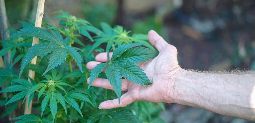 Remède ou drogue: le cannabis "thérapeutique" fait débat en Afrique du Sud