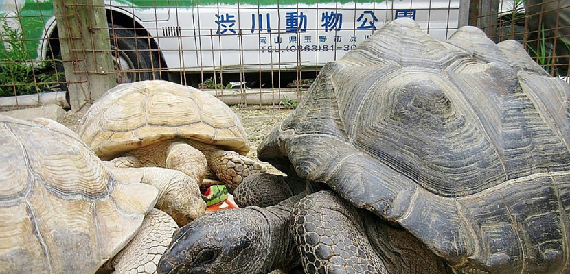 Japon: une tortue géante retrouvée à 140m du zoo après une escapade de deux semaines