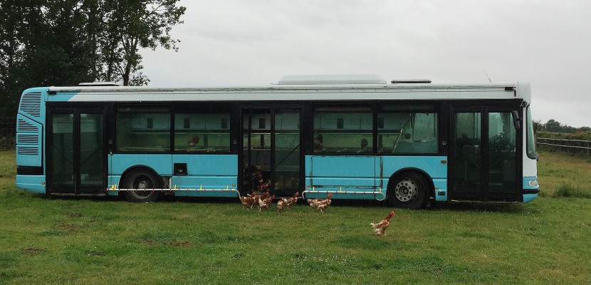 Vains. Insolite dans la Manche : un autobus pour les poules !