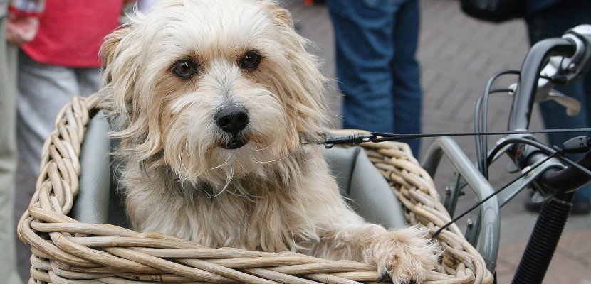 Reux. Normandie : bénédiction des chiens à Reux pour la Saint-Roch