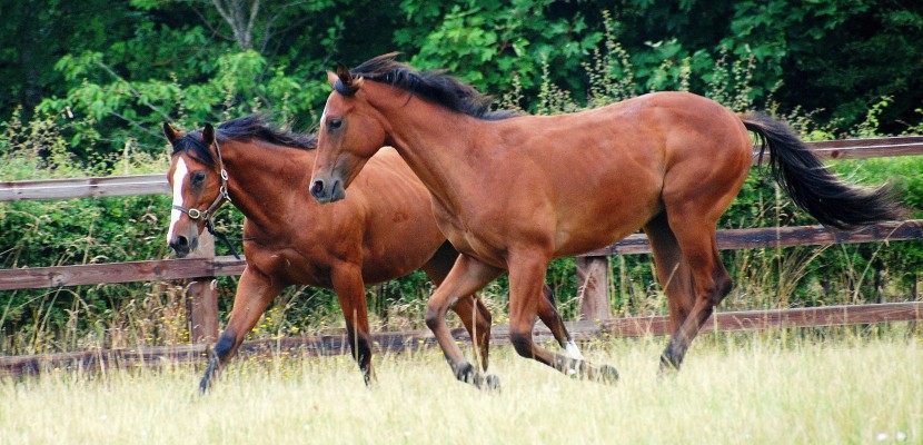 Deauville. Ventes de yearlings : 300 chevaux à vendre à Deauville