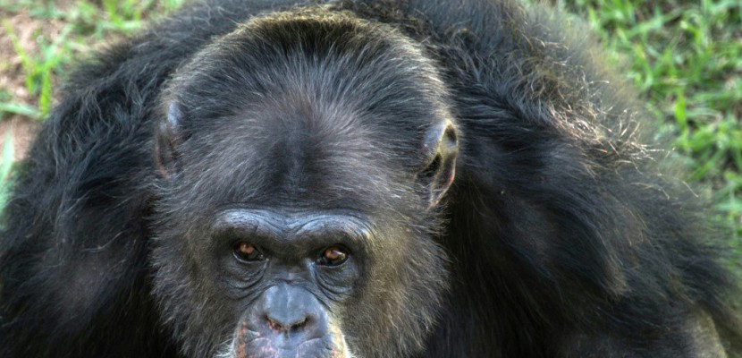 Une chimpanzée déprimée se refait une santé au Brésil