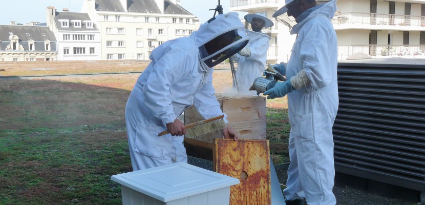 Caen. A Caen, les abeilles des Rives de l'Orne ont donné leur miel [photos/vidéo]