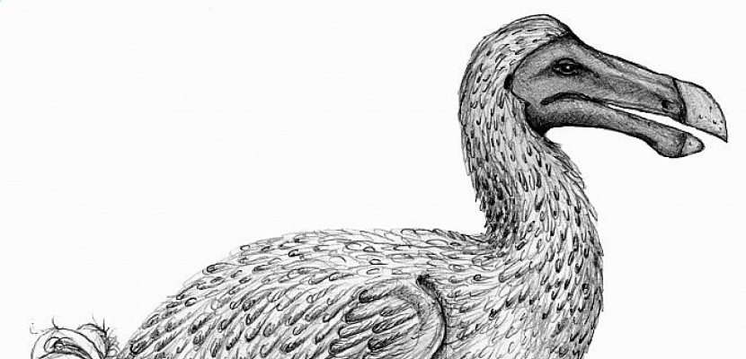 Des chercheurs fouillent la vie du mystèrieux dodo