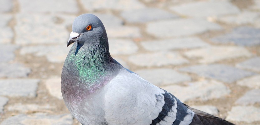 Hors Normandie. Un pigeon trafiquant de drogue abattu