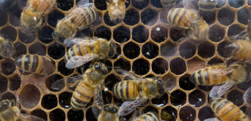 Des pesticides néfastes aux abeilles présents dans 75% du miel mondial