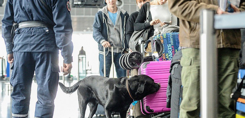 Blanchiment d'argent: des chiens renifleurs de billets pour aider les douaniers