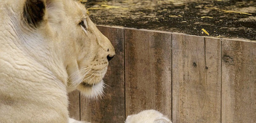 Quatre lionceaux blancs sont nés au zoo d'Amnéville