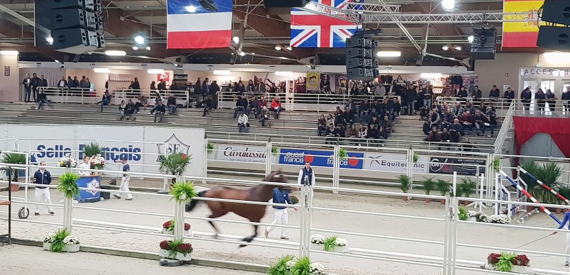 Saint-Lô. 133 chevaux sélectionnés pour le championnat des étalons de Selle Français à Saint-Lô