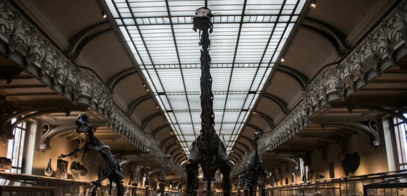 Rénover la galerie de paléontologie: une impérieuse nécessité selon le Muséum