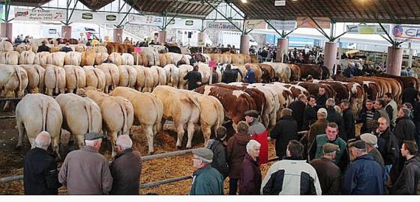 Torigni-sur-Vire. Plus de 200 animaux pour le festival de la viande dans la Manche