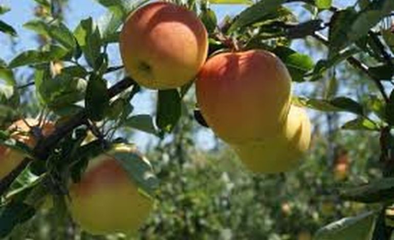 Les producteurs de pommes et poires en colère dans le bocage ornais