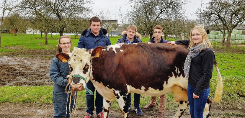 Yvetot. Six étudiants d'Yvetot préparent leur vache pour le prochain Salon de l'Agriculture de Paris