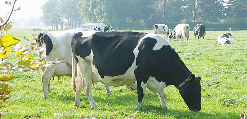 Coutances. Justice : affaire de la "vache fontaine" dans la Manche, le procureur de la république fait appel