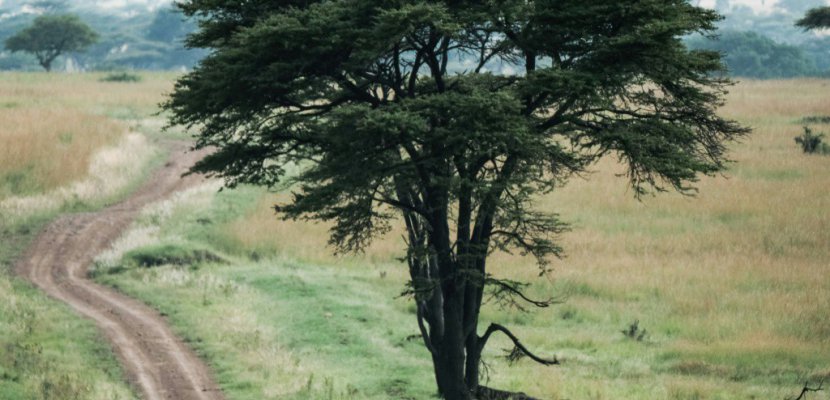 Braconnage: dans la savane kényane, le chien est le meilleur ami des animaux