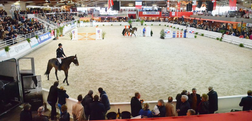 Saint-Lô. Salon des étalons et chevaux de courses à Saint-Lô : un record historique