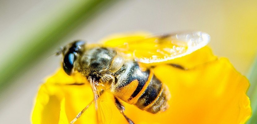 Néonicotinoïdes: une agence de l'UE confirme le risque pour les abeilles