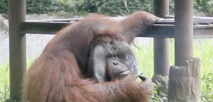 En Indonésie, un orang-outan fumeur