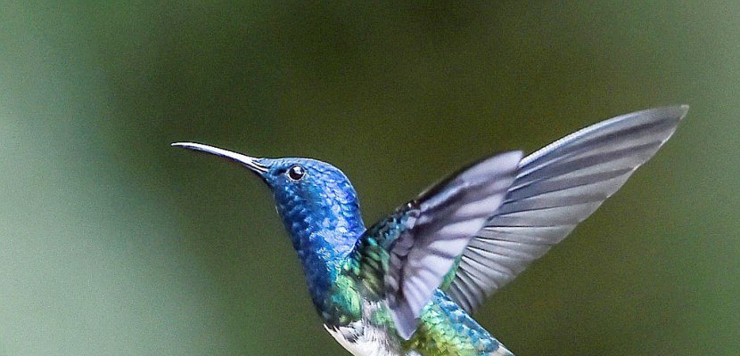 Observer les oiseaux, une passion sans limite d'âge en Colombie