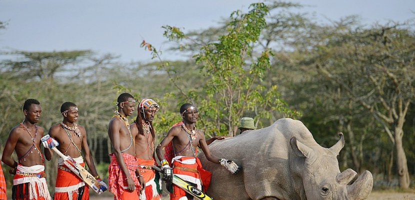 Kenya : mort du dernier rhinocéros blanc du Nord mâle