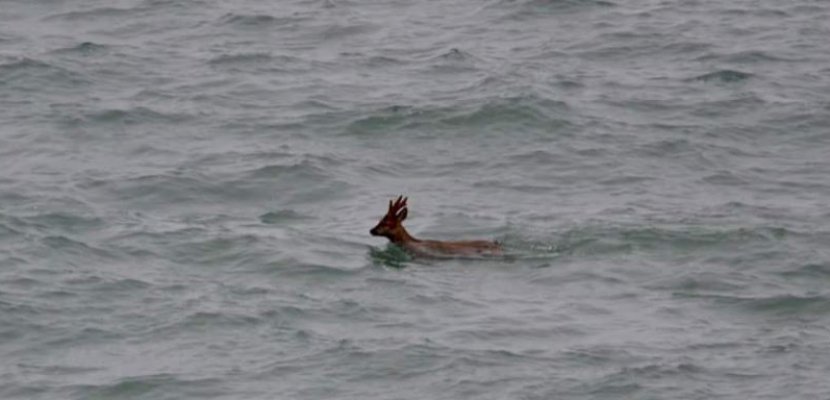 Granville. Manche : un chevreuil photographié en train de prendre un bain de mer