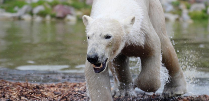 Caen. Zoo : les deux ourses blanches font leur première sortie en Normandie