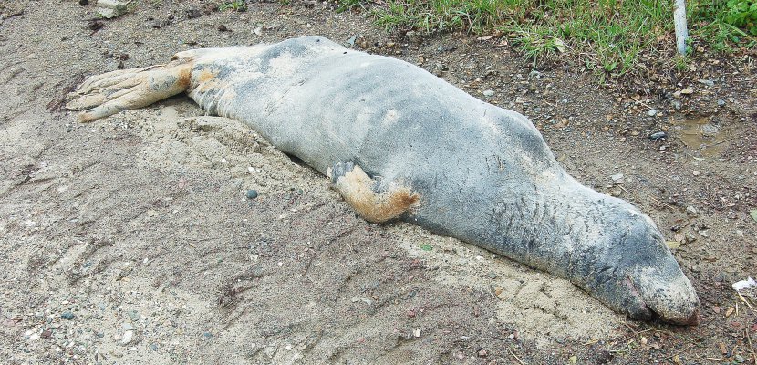 Agon-Coutainville. Manche : le corps d'un phoque retrouvé sans vie sur une plage