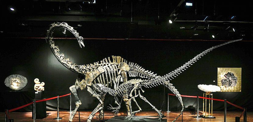 Deux squelettes de dinosaures vendus à plus de 1,4 million d'euros chacun à Paris