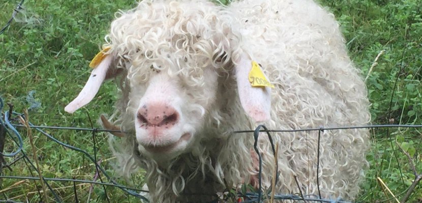 Vire. Une trentaine de moutons sauvés d'un incendie dans le Calvados