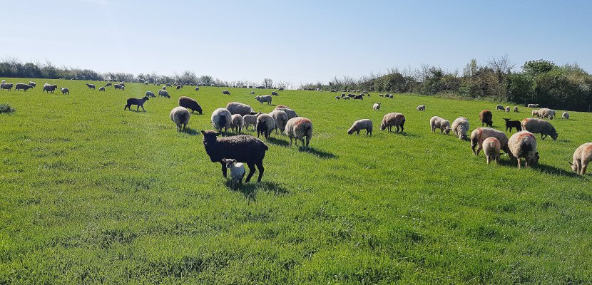 Saint-Germain-sur-Ay. La laine des moutons de prés-salés pour valoriser les races locales