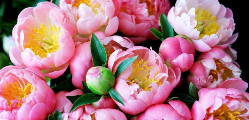 Au marché aux fleurs de Hyères, la pivoine objet de convoitises mondiales