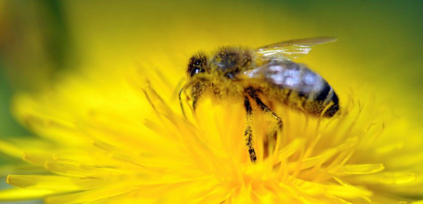 Pesticides: l'UE décide d'interdire des néonicotinoïdes dangereux pour les abeilles