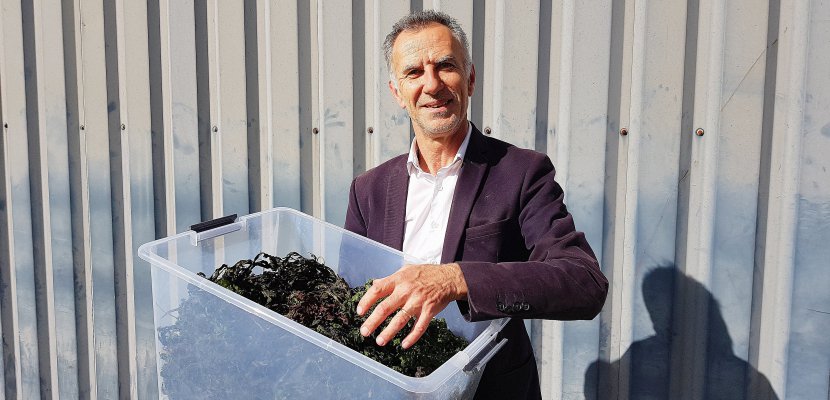 Caen. Calvados : un chimiste veut valoriser 25 000 tonnes d'algues par an